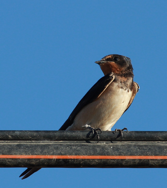 Barn Swallow