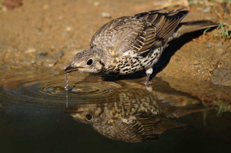 Mistle Thrush