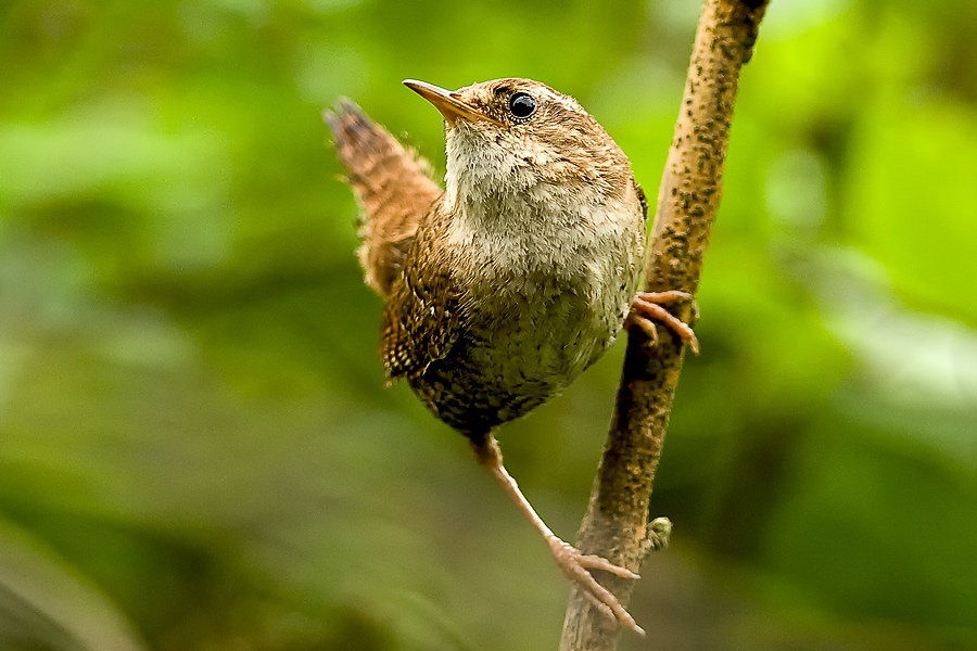 Eurasian Wren