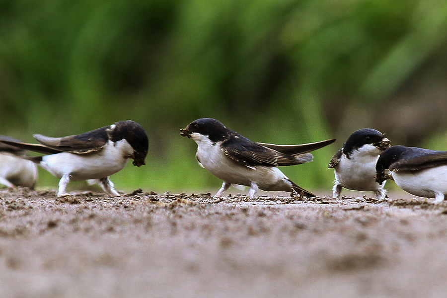 Western House Martin