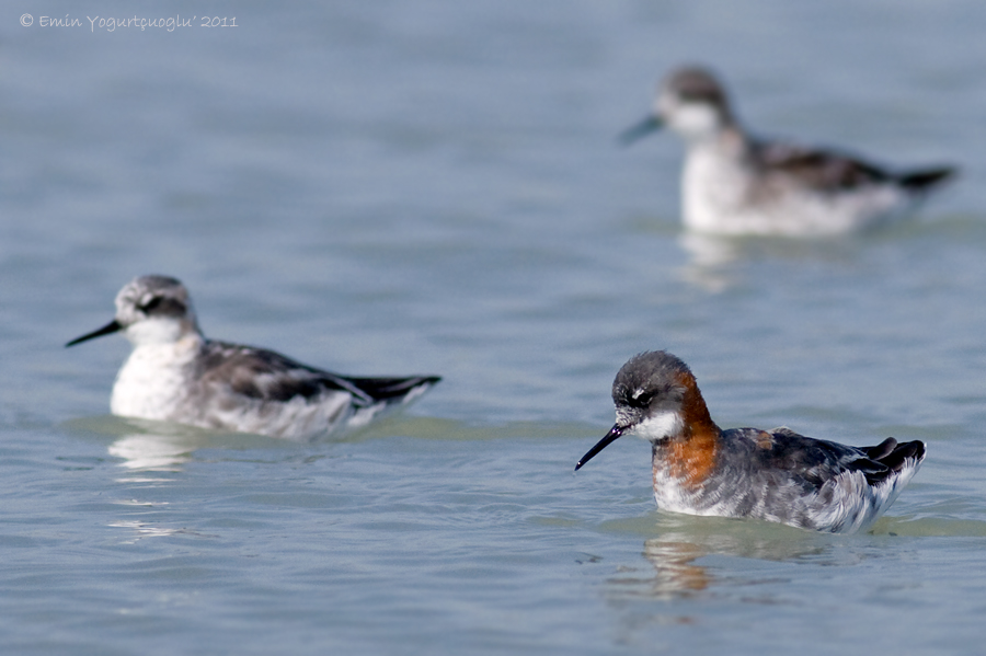 Red-necked Phalarope