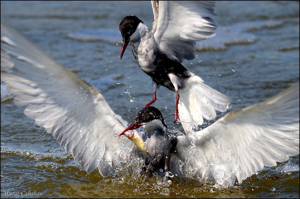 Whiskered Tern