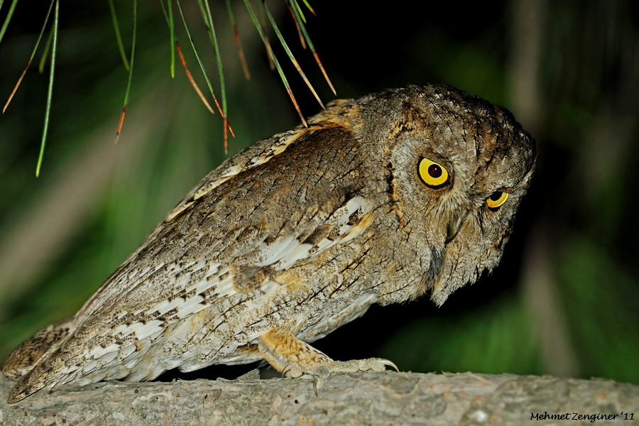 Eurasian Scops Owl