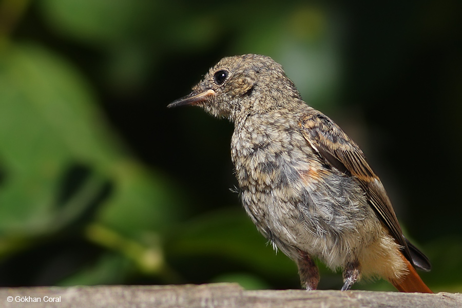 Common Nightingale