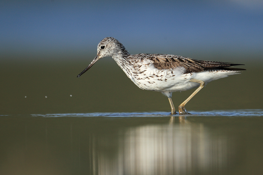 Common Greenshank
