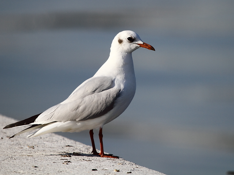 Black-headed Gull