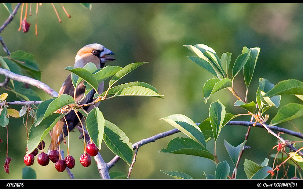 Hawfinch