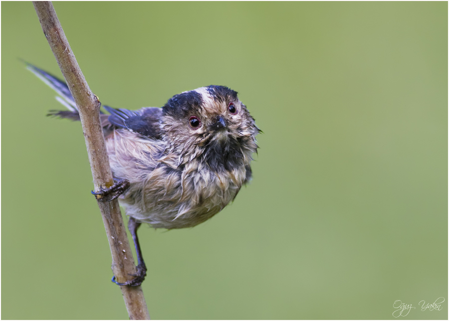 Long-tailed Tit