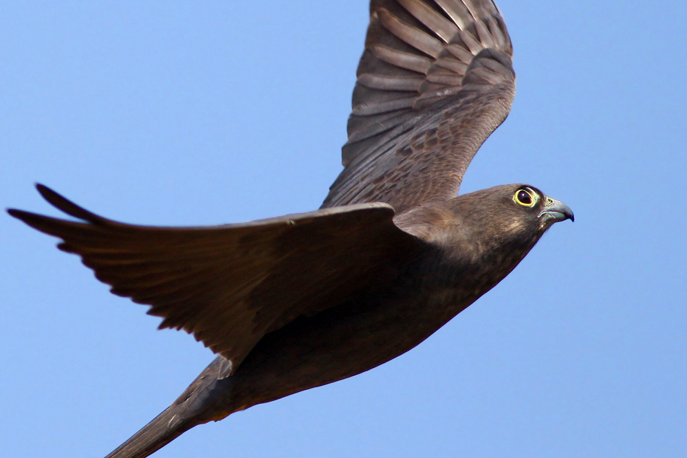 Eleonora`s Falcon