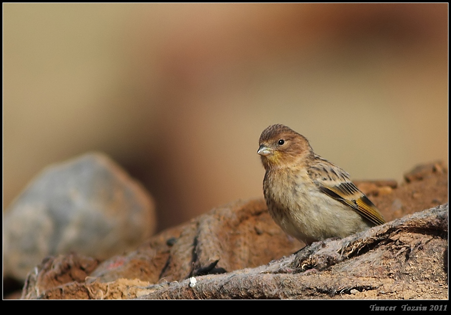 Red-fronted Serin