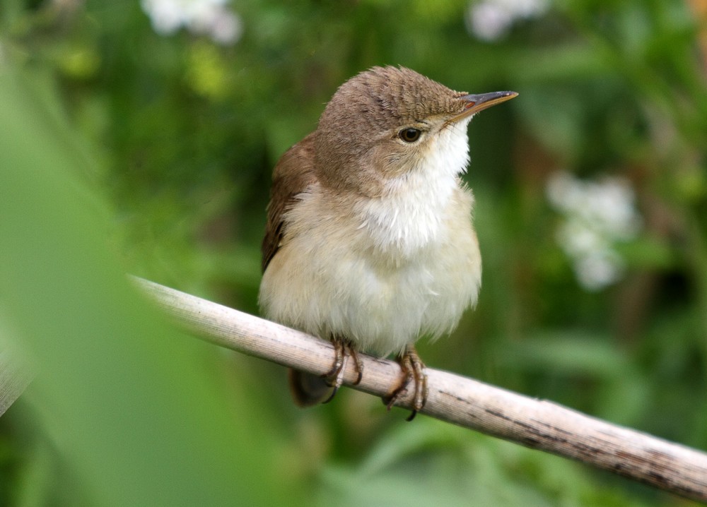 Common Reed Warbler