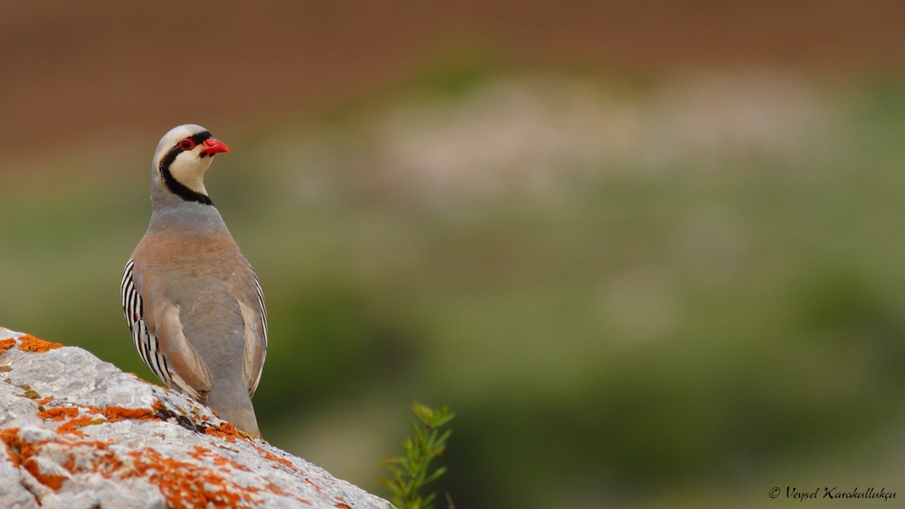 Chukar Partridge