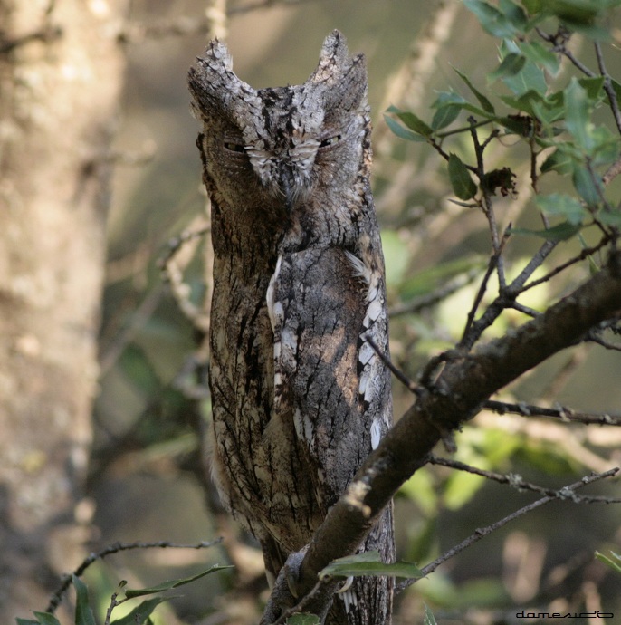 Eurasian Scops Owl