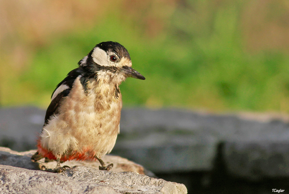 Great Spotted Woodpecker