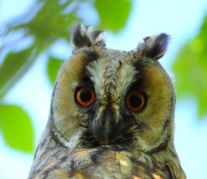 Long-eared Owl
