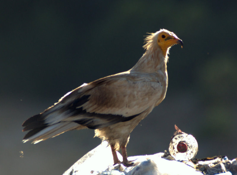Egyptian Vulture
