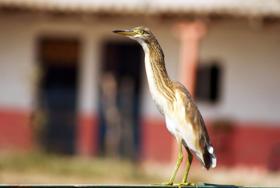 Squacco Heron
