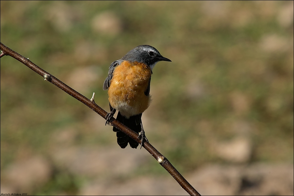 White-throated Robin