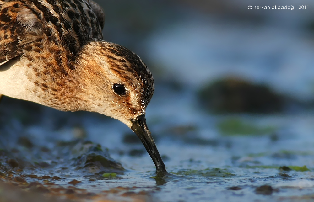 Little Stint