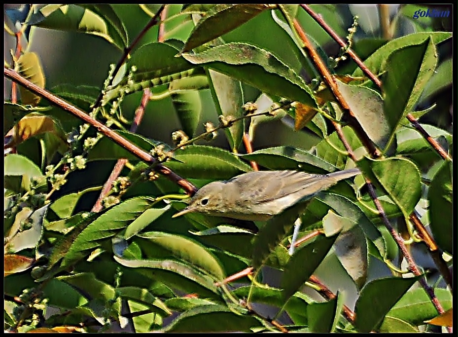 Olive-tree Warbler