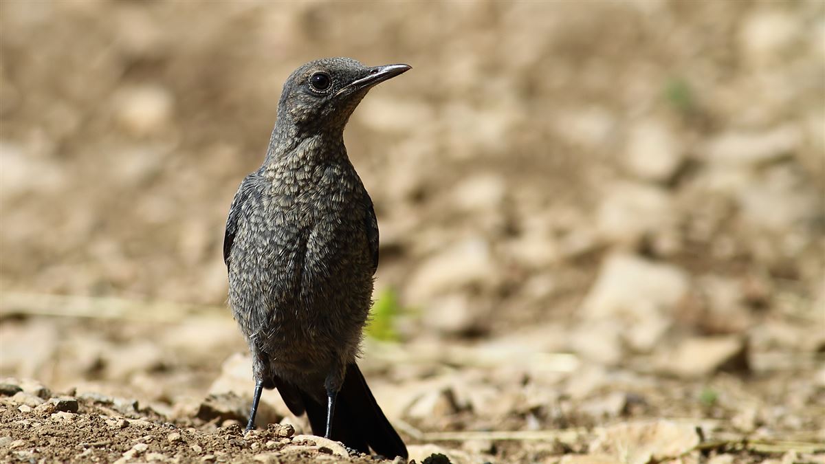 Blue Rock Thrush