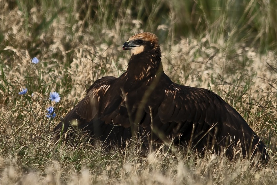 Western Marsh Harrier