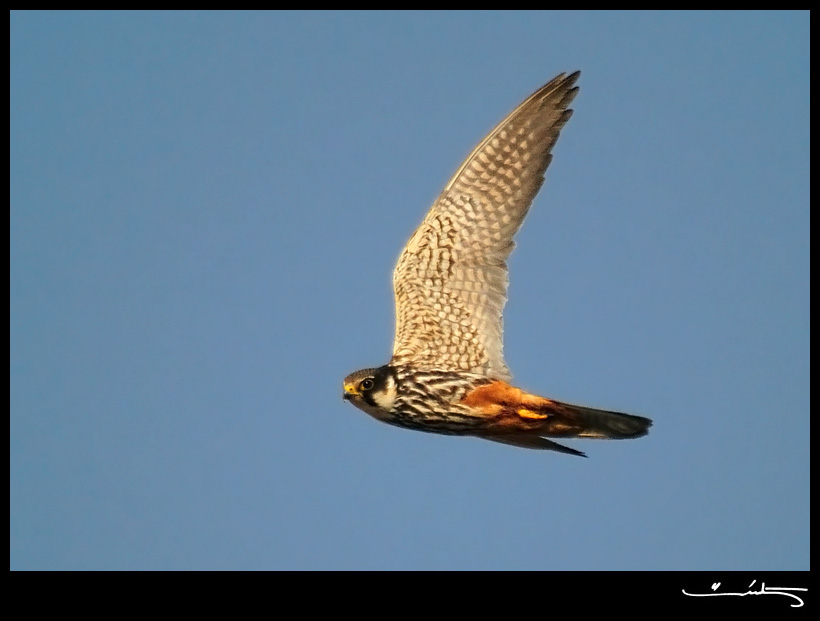 Eurasian Hobby