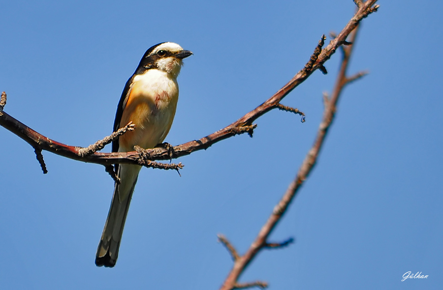 Masked Shrike