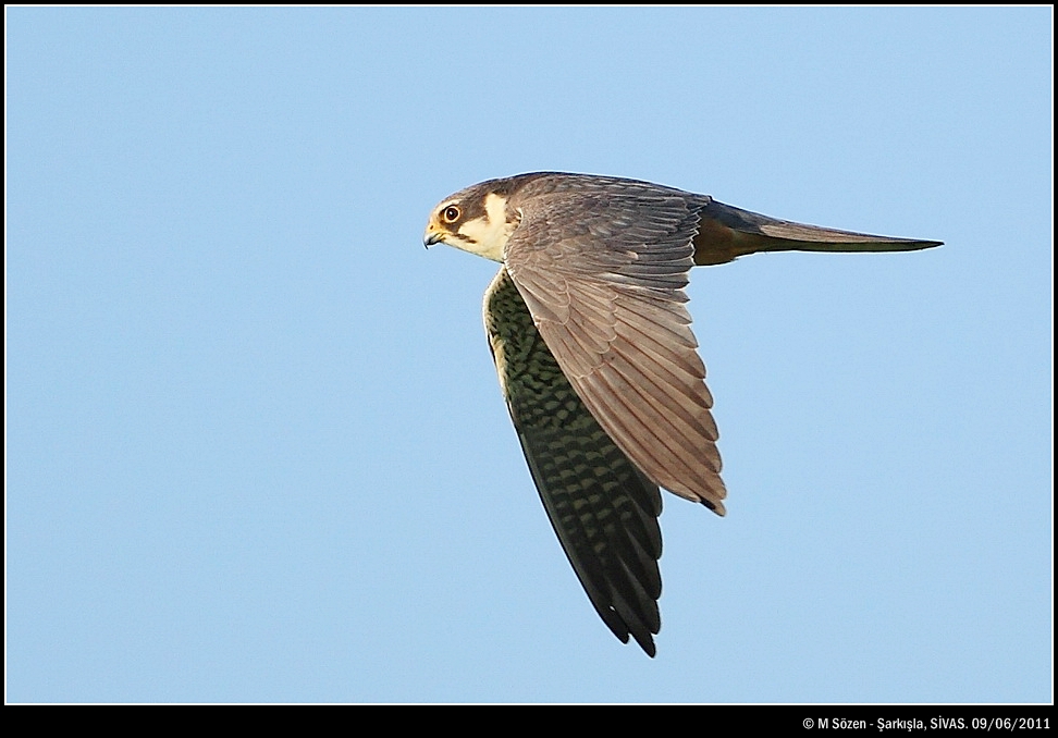 Eurasian Hobby