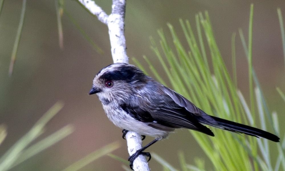 Long-tailed Tit