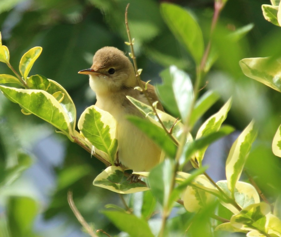 Common Reed Warbler