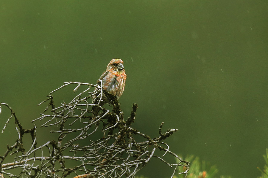 Red Crossbill
