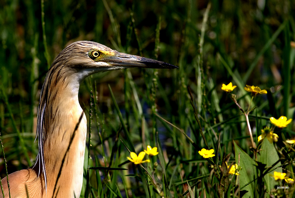 Squacco Heron