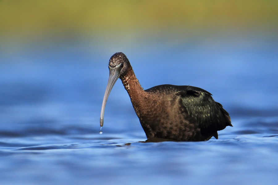 Glossy Ibis