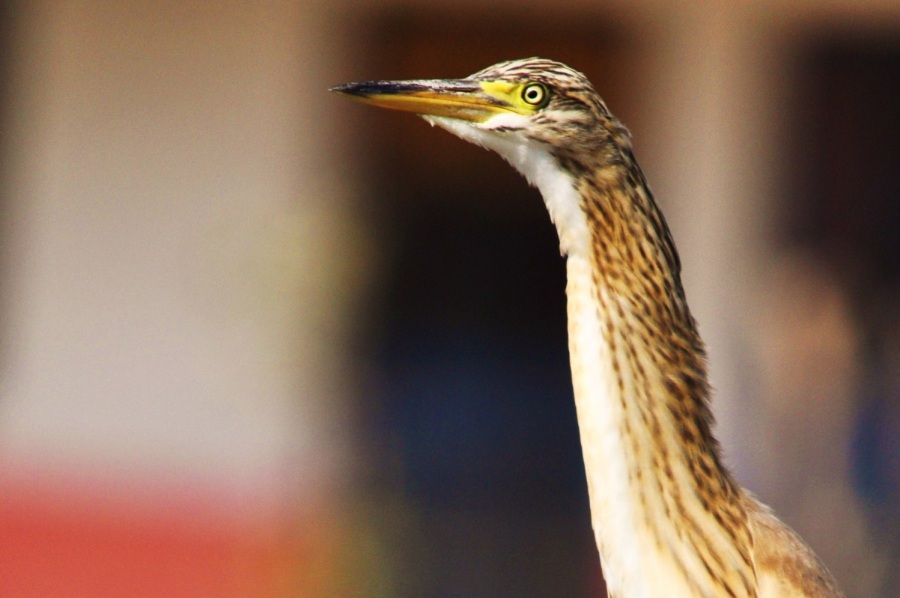 Squacco Heron