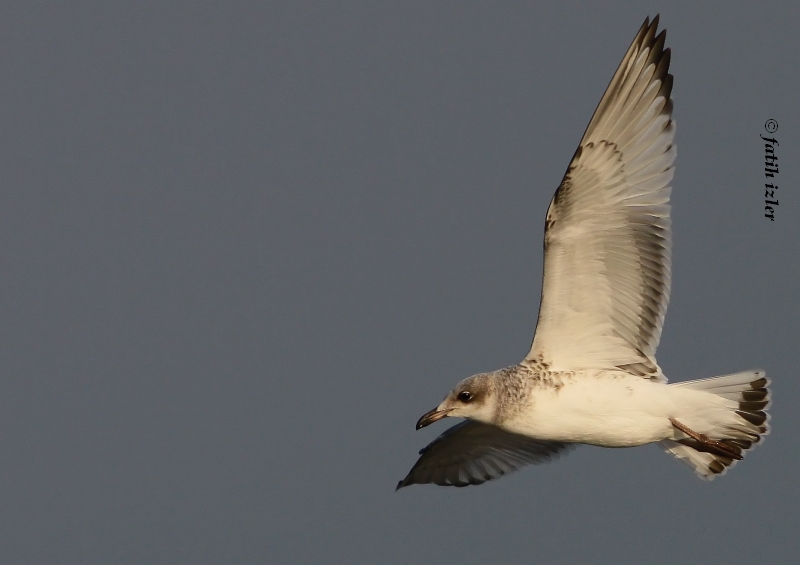 Mediterranean Gull