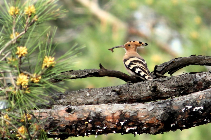 Common Hoopoe