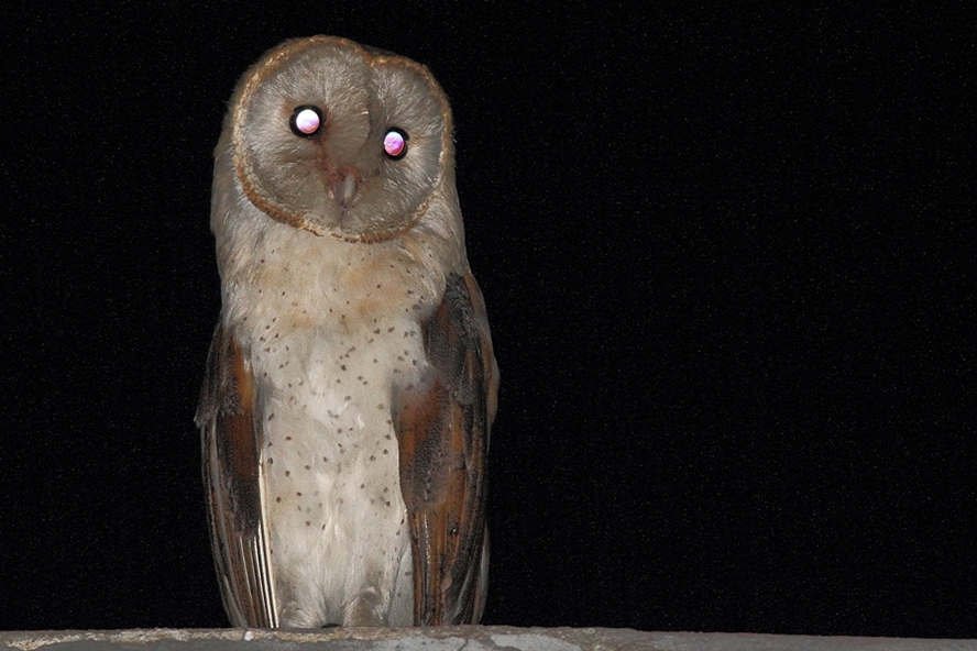 Western Barn Owl