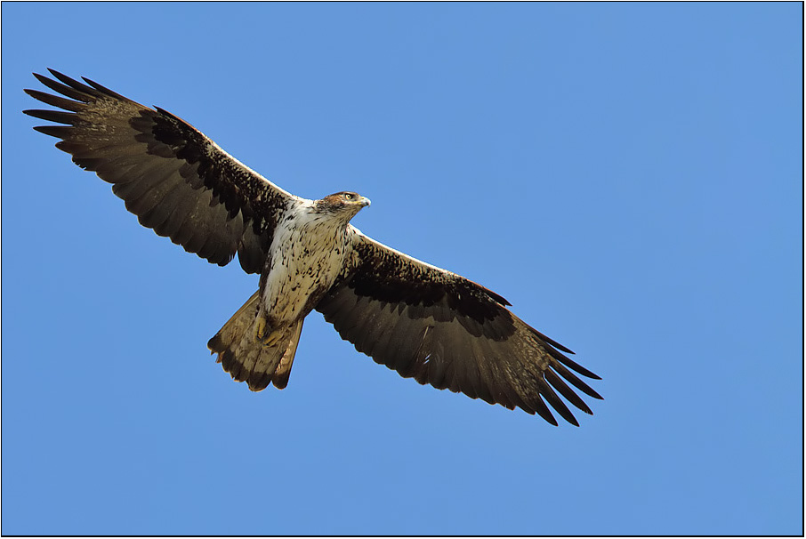 Bonelli`s Eagle