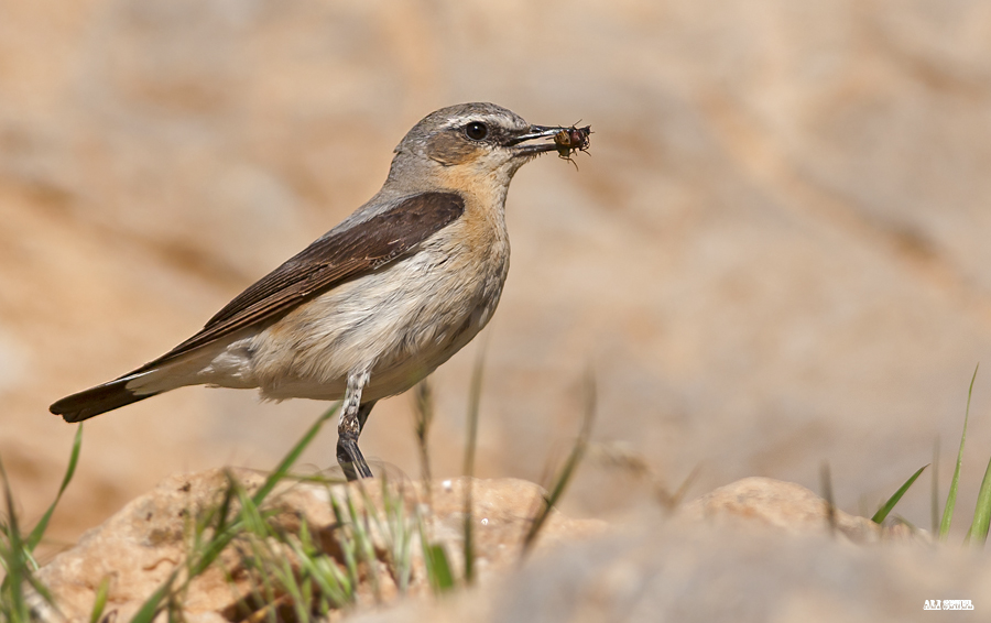 Northern Wheatear
