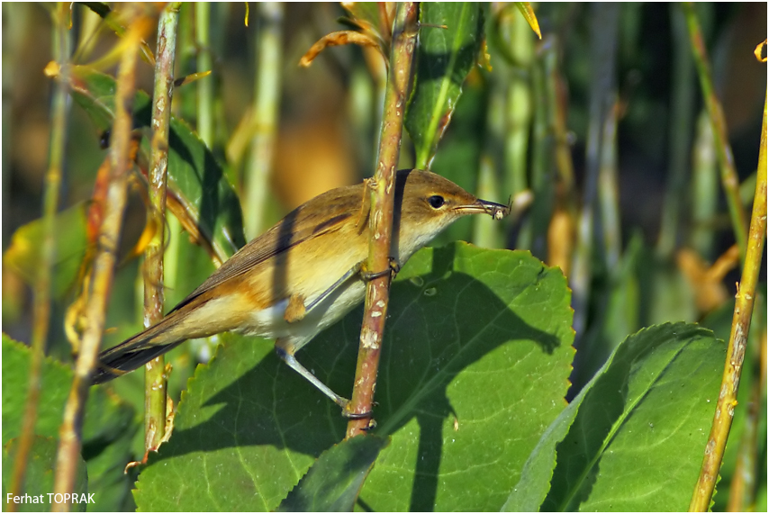 Common Reed Warbler
