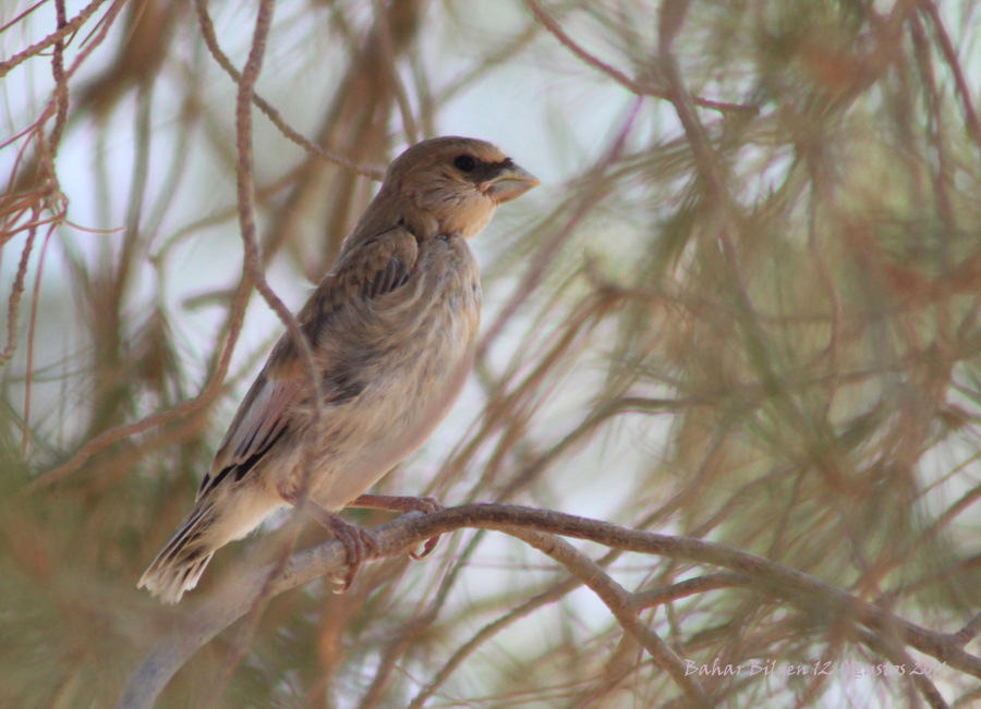 Desert Finch