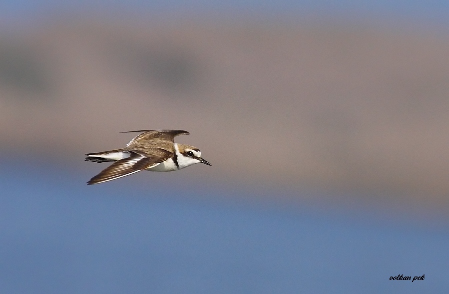 Kentish Plover