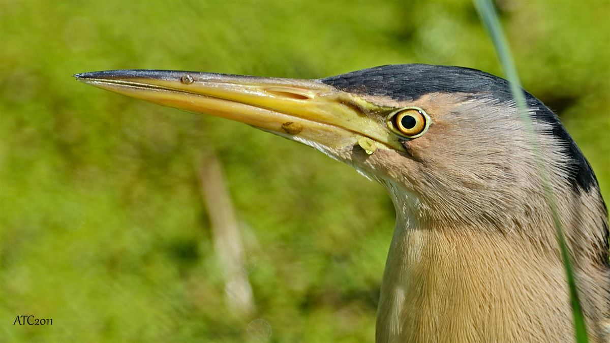 Little Bittern