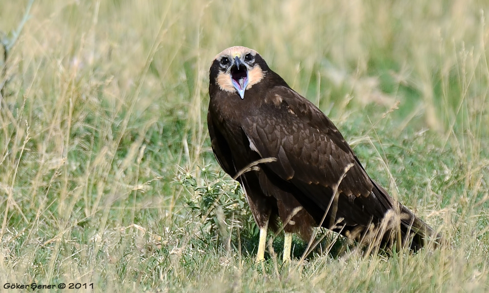 Western Marsh Harrier