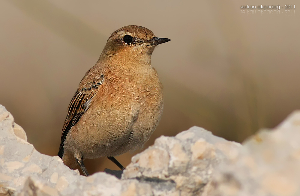 Northern Wheatear