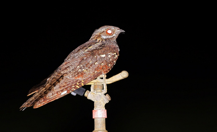 European Nightjar
