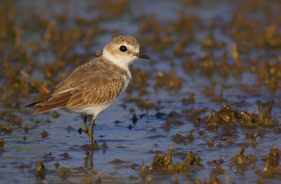 Kentish Plover