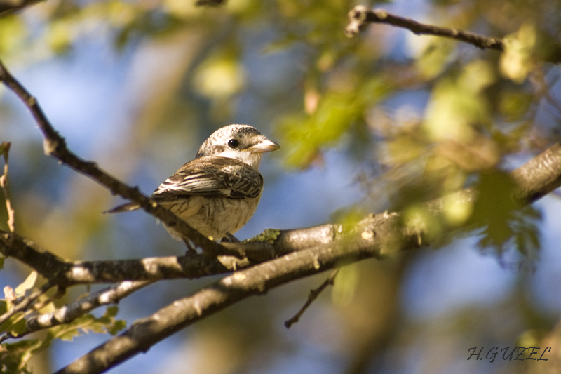 Masked Shrike