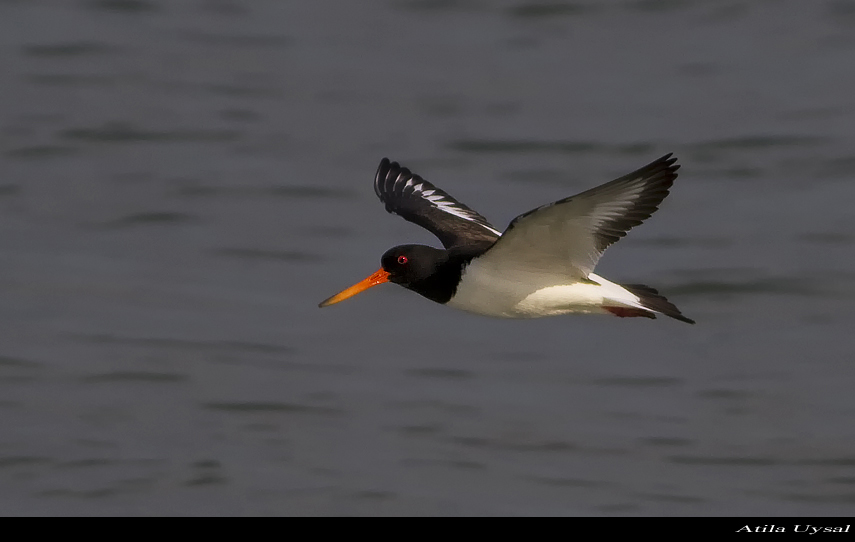 Eurasian Oystercatcher